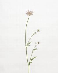 Image 1 of Wild Carrot - 7280 