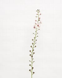 Image 1 of Moth Mullein - 9115 