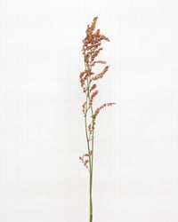 Image 1 of Sheep Sorrel - 6683 