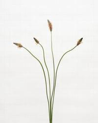 Image 1 of Ribwort Plantain - 6793 