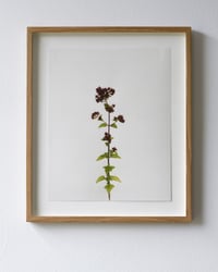 Image 1 of Wild Marjoram - 6756