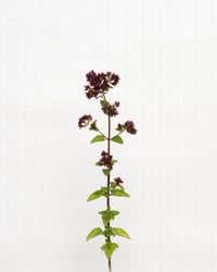 Image 1 of Wild Marjoram - 6756