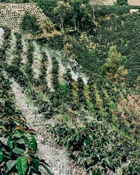 Image 1 of COLOMBIA | BELLA VISTA | THE FAMILY FARM COFFEE