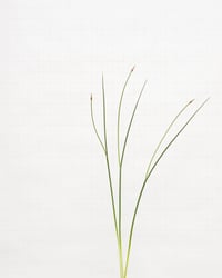 Image 1 of Crow Garlic - 8637 