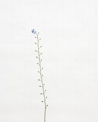 Image 1 of Forget-Me-Not - 6366 