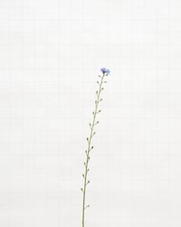 Image 1 of Forget-Me-Not - 6388 