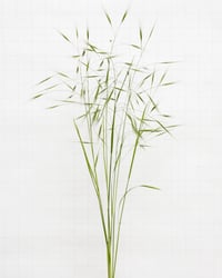 Image 1 of Sterile Brome - 6477 