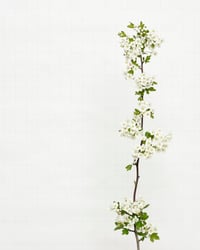 Image 1 of Hawthorn - 6222 