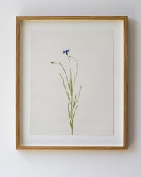 Image 1 of Cornflower - 7229 