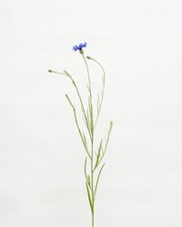 Image 1 of Cornflower - 7229 