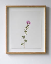 Image 1 of Musk mallow - 8952 
