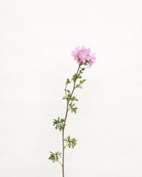 Image 1 of Musk mallow - 8952 