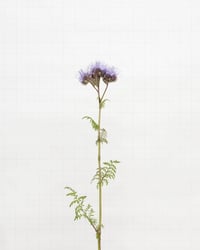 Image 1 of Phacelia - 7196 