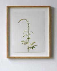 Image 1 of Common Agrimony - 6936 