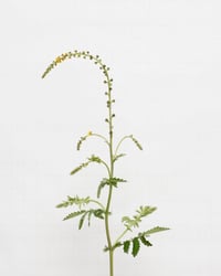 Image 1 of Common Agrimony - 6936 