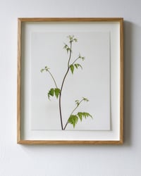 Image 1 of Cow Parsley - 5693 