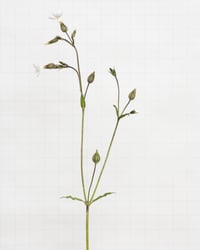 Image 1 of White Campion - 6437 