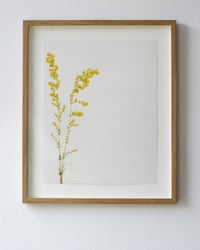 Image 1 of Lady's Bedstraw - 7174 