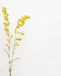 Image 1 of Lady's Bedstraw - 7174 