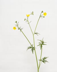 Image 1 of Meadow Buttercup - 5908 