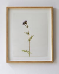 Image 1 of Phacelia - 7212 