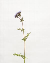 Image 1 of Phacelia - 7212 