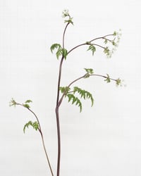 Image 1 of Cow Parsley - 5655