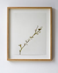 Image 1 of Blackthorn - 8176 