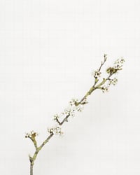 Image 1 of Blackthorn - 8176 