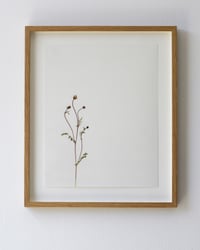 Image 1 of Salad Burnet - 8709