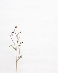 Image 1 of Salad Burnet - 8709