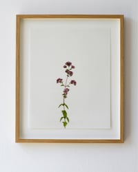 Image 1 of Marjoram - 8932 
