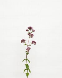 Image 1 of Marjoram - 8932 