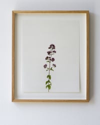 Image 1 of Marjoram - 8937 