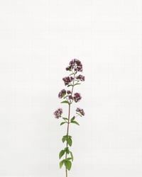 Image 1 of Marjoram - 8937 