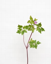 Image 1 of Herb Robert - 6227 