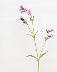 Image 1 of Red Campion - 5487 