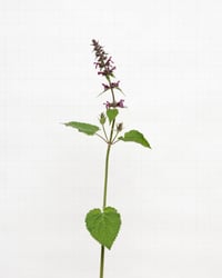 Image 1 of Giant Dead Nettle - 6599 