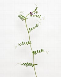 Image 1 of Vetch - 6278 