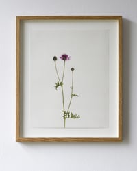 Image 2 of Greater Knapweed - 9062 