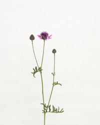 Image 1 of Greater Knapweed - 9062 