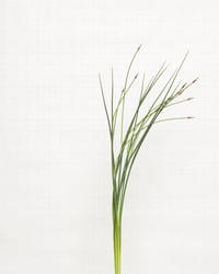 Image 1 of Crow Garlic - 8655