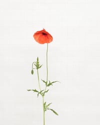 Image 1 of Field Poppy - 6970 