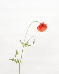 Image 1 of Field Poppy - 7029 