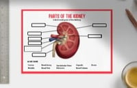 Wipeable Revision - Kidney and Renal Tubule Anatomy Revision Posters