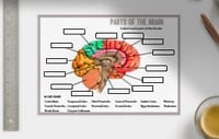 Wipeable Revision - Anatomy of the Brain and Neuron Revision Poster