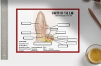 Wipeable Revision - Anatomy of the Ear Revision Poster