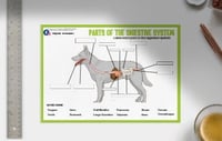 Wipeable Revision - Anatomy of the Canine Gastrointestinal System Revision Poster