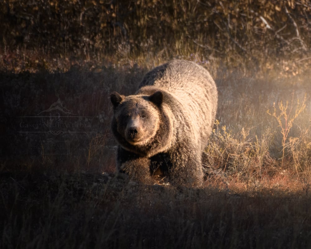 Image of Grizzly 399