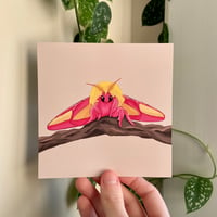 Image 2 of Rosy Maple Moth Art Print